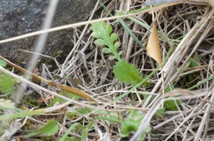 Leptinella squalida