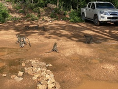 Macaca fascicularis
