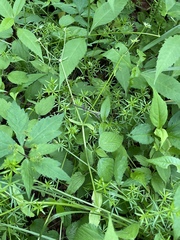 Valerianella chenopodifolia