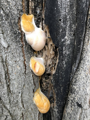 Lycogala flavofuscum