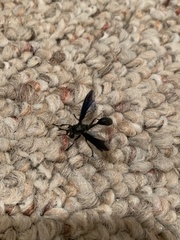 Physocephala floridana