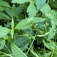 Valerianella chenopodifolia