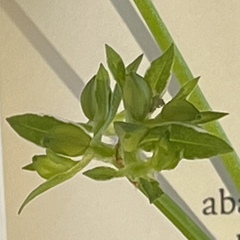 Valerianella chenopodifolia