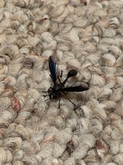 Physocephala floridana