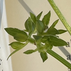 Valerianella chenopodifolia