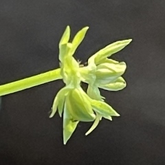Valerianella chenopodifolia