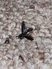 Physocephala floridana