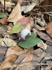 Corybas barbarae