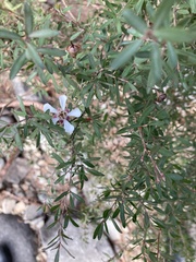 Leptospermum grandiflorum