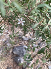 Leptospermum grandiflorum