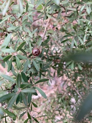 Leptospermum grandiflorum