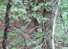 Garrulus glandarius japonicus