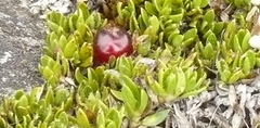 Coprosma atropurpurea