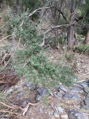 Leptospermum grandiflorum