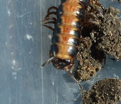 Isocladosoma maculatum