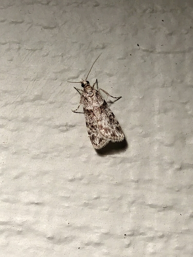 Double-striped Scoparia Moth photo 4