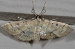 Herpetogramma fluctuosalis