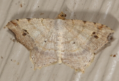 Macaria aequiferaria