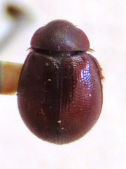 Hybosorinae