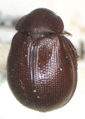 Hybosorinae