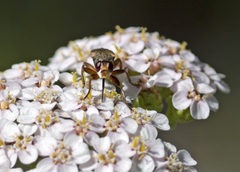 Thecophora modesta