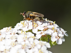 Thecophora modesta