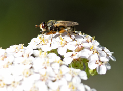 Thecophora modesta