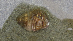 Pagurus ochotensis