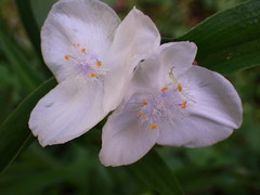 Tradescantia ozarkana