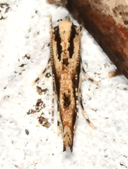 Melanocinclis lineigera