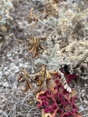 Astragalus nevinii