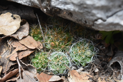 Mammillaria vetula