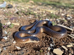 Suta nigriceps