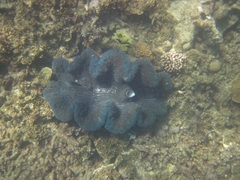 Tridacninae