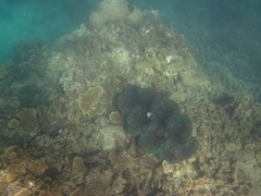 Tridacninae