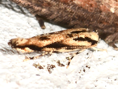 Melanocinclis lineigera