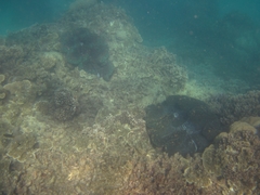 Tridacninae
