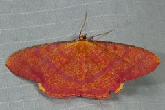 Eumelea rosalia