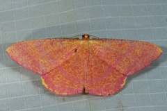Eumelea rosalia