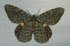 Amblychia praeumbrata