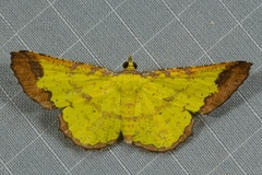Corymica latimarginata