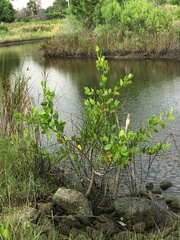 Laguncularia racemosa