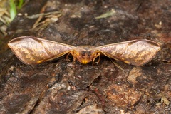 Fascellina albicordis