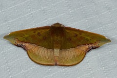 Fascellina clausaria