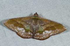 Fascellina meligerys