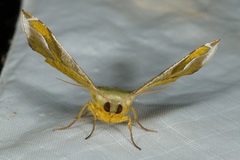 Fascellina punctata