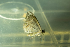 Chrysolarentia