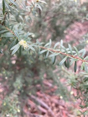 Micrantheum hexandrum