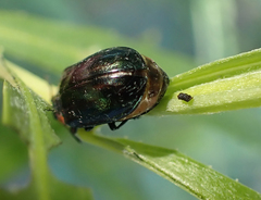 Chrysomela confluens