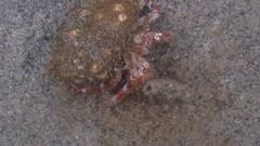 Pagurus ochotensis
